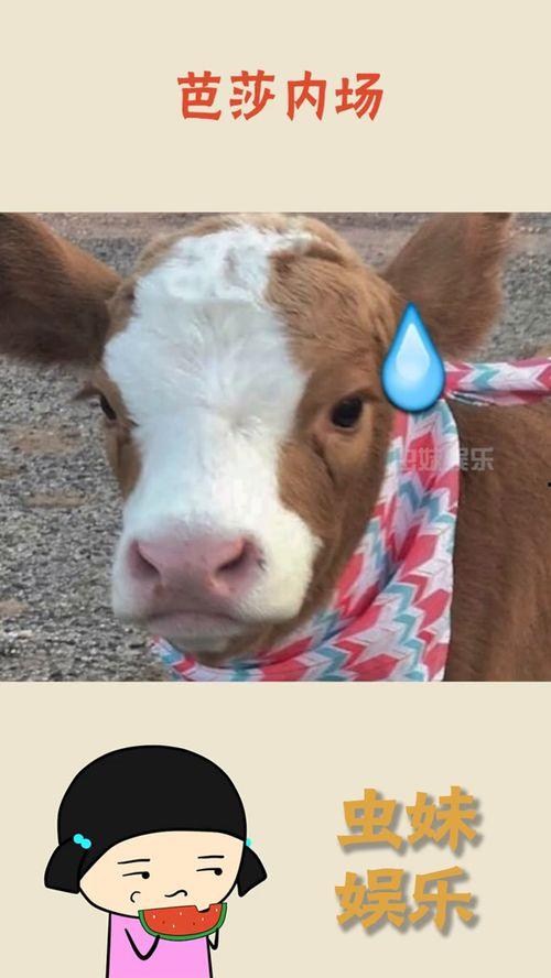 娱乐吃瓜酱猫猫,揭秘娱乐圈那些不为人知的幕后故事